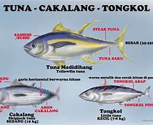 Ikan Tuna Dan Tongkol Apakah Sama